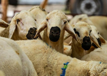 Taksitle kurban kesilir mi? Yeni fetva gündem oldu