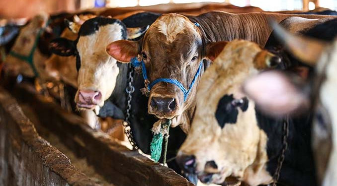 Kurban kesimine sıkı takip: Yasakları delen yandı!