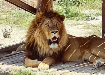 Manavgat’ta panik! Hayvan parkından kaçan aslan bir kişiyi yaraladı