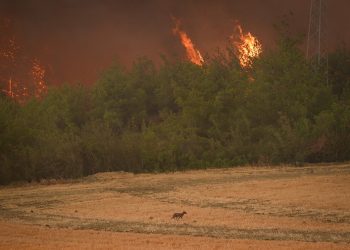 Sakarya’dan Bilecik’e uzanan yangın felâketi!