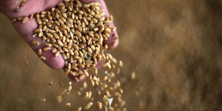 Çatışma buğdayı iki yılın zirvesine taşıdı